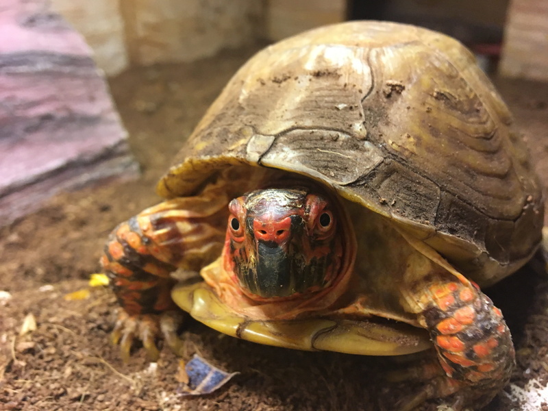 focus on foreground, terrapin, day, box turtle, nature, shell, reptile, outdoors, animal wildlife, one animal, animal, tortoise shell, animal shell, animals in the wild