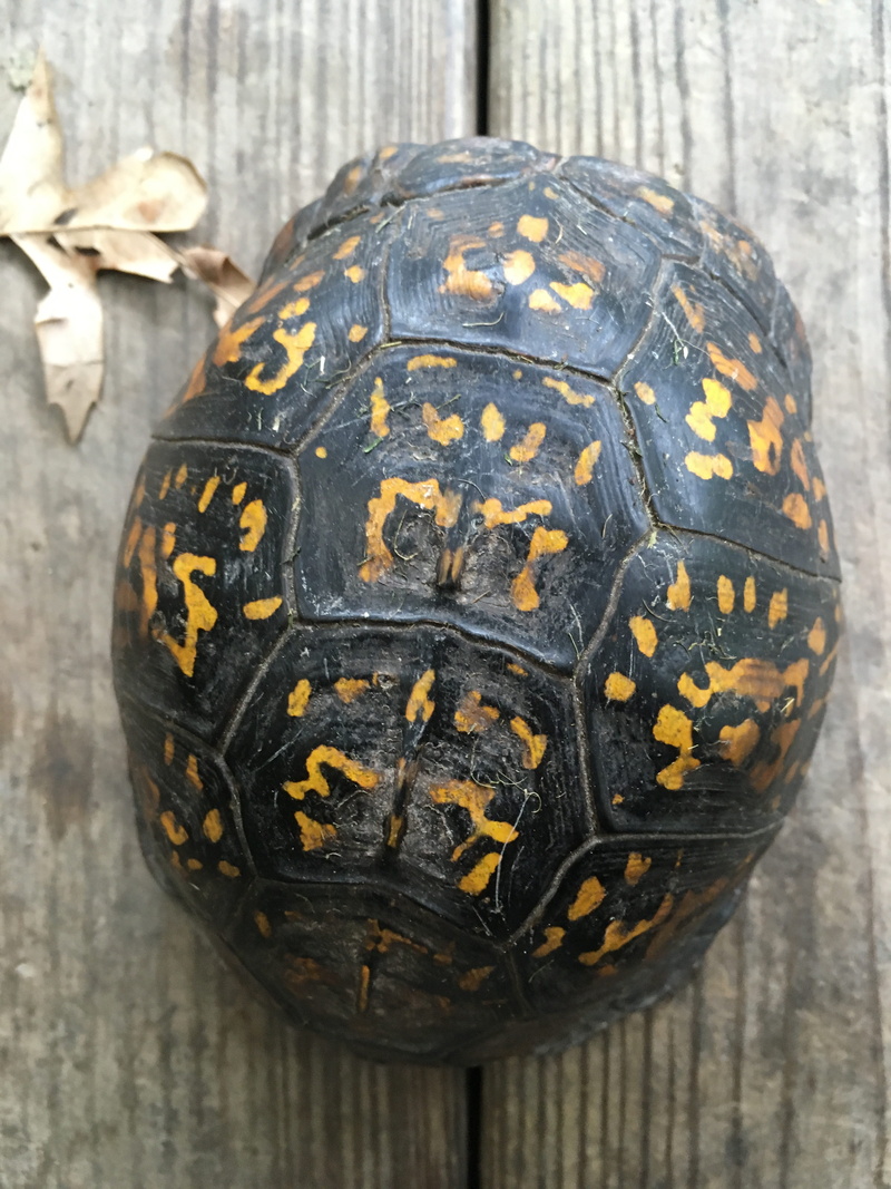 turtle, single object, wood - material, 4K, no people, turtles, reptile, halloween, wildlife, animal themes, close-up, pattern, food, shell, indoors, day