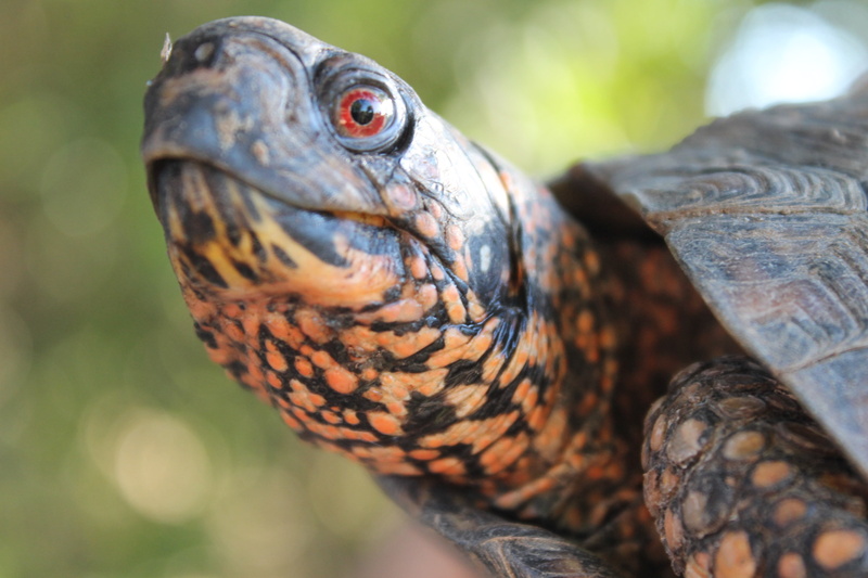 vertebrate, close-up, turtle, wild, animal themes, one animal, animal head, eastern, animal, wildlife, tortoises, nature, animal wildlife, tree, tortoise