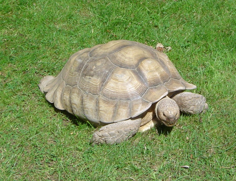 land turtle, field, high angle view, green color, animal shell, reptile, hard, zoo, close-up, land, no people, animals in the wild, one animal, 1080P