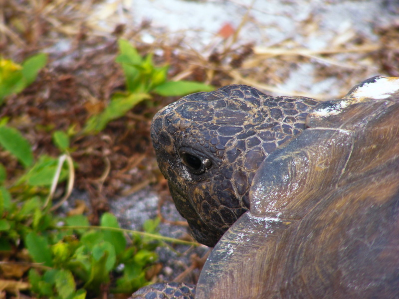 slow, animal themes, selective focus, tortoise, 2K, polyphemus, shell, armor, land turtle, animal scale, reptile, looking, one animal, animals in the wild