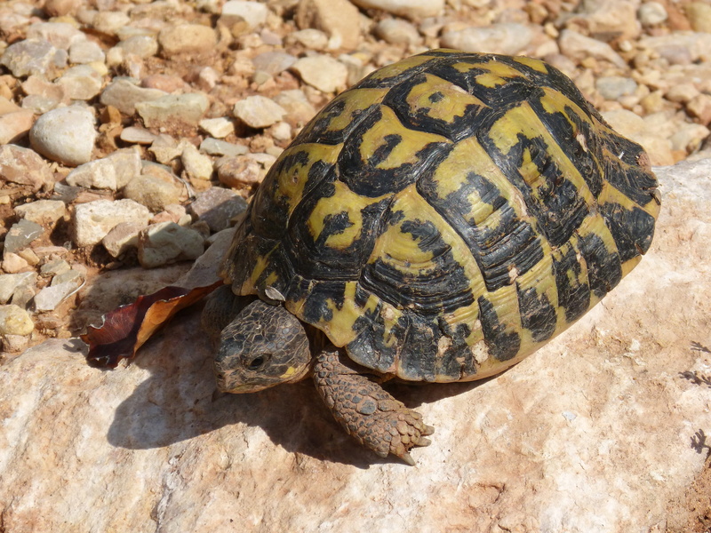 Mediterranean Tortoise, marine, animal themes, slow, nature, land turtle, Priorat, close-up, one animal, vertebrate, day, tortoise shell, animal, animal Shell