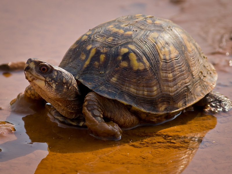 animal shell, animal wildlife, one animal, animals in the wild, box, tortoise shell, outdoors, slow, close, day, reptile, eastern, shell, water, photo