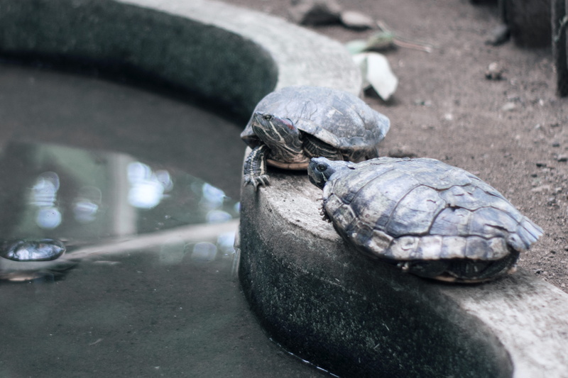 marine, animal photography, outdoors, lake, wildlife photography, animal themes, tortoise shell, wildlife, 5K, nature, shell, public domain images, tortoise