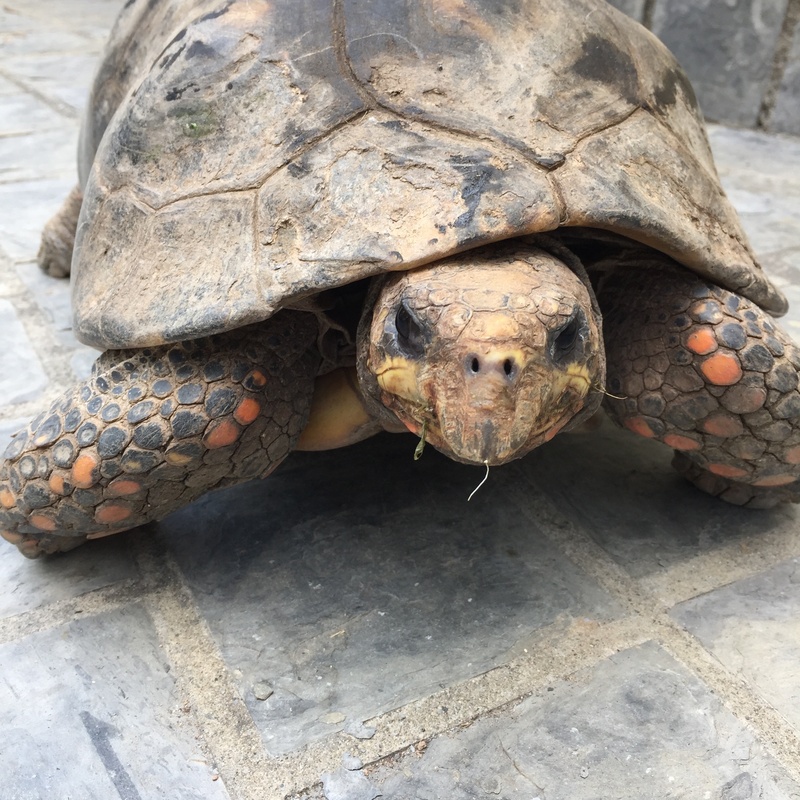 turtle, reptilian, animal, reptile, slow, crawl, tortoise shell, animal head, one animal, animal scale, tortoise, animal themes, no people, high angle view