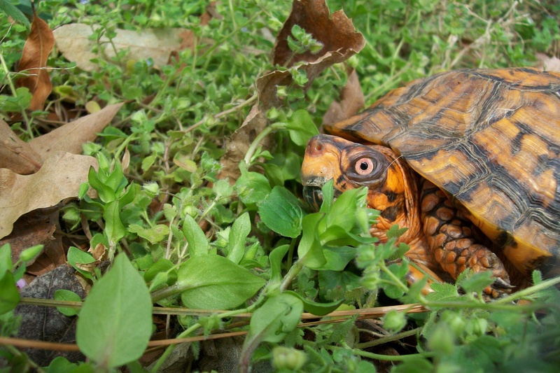 eastern, orange, plant part, male, one animal, reptile, close, outdoors, 2K, turtle, close-up, spring, animal themes, no people, green color, vertebrate