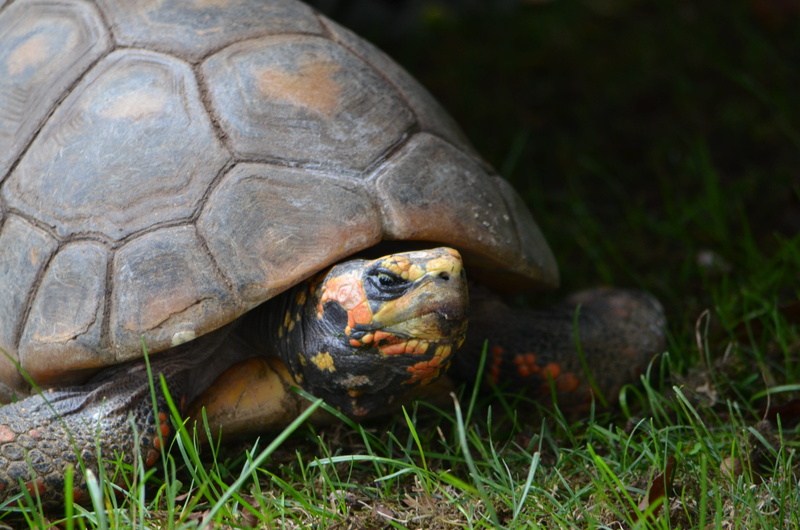 grass, animal wildlife, tortoise shell, animal, animals in the wild, no people, slow, outdoors, turtle, nature, day, reptile, 2K, head, marine, vertebrate