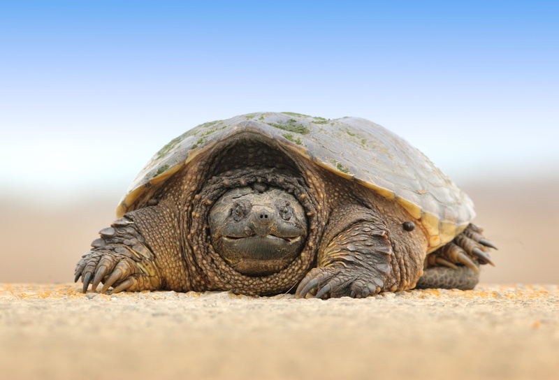 land, animal wildlife, wildlife, beach, vertebrate, turtle, reptile, sand, sea, selective focus, animal themes, animals in the wild, danger, tortoise shell