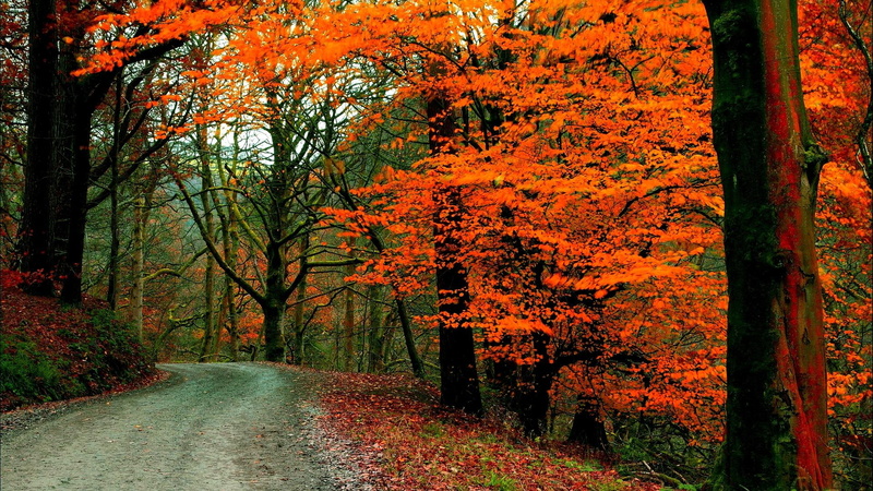 1080P, road, nature and landscapes, along, nature, forest, autumn