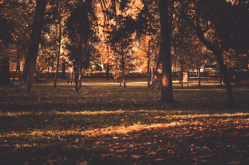 grass, sunlight, plant, along, no people, day, autumn, nature, park, field, 5K, tranquility, land, fall, trees, trunk, scenics - nature, woodland, walking