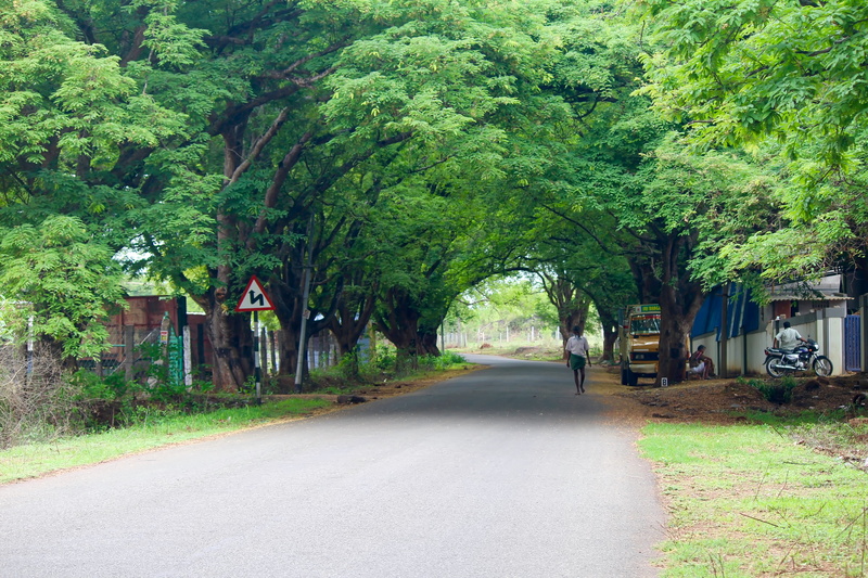 day, pollachi road, solo ride place, tree, plant, building, street, house, 5K, romantic roads, transportation, architecture, city, growth, long ride, trees along the side
