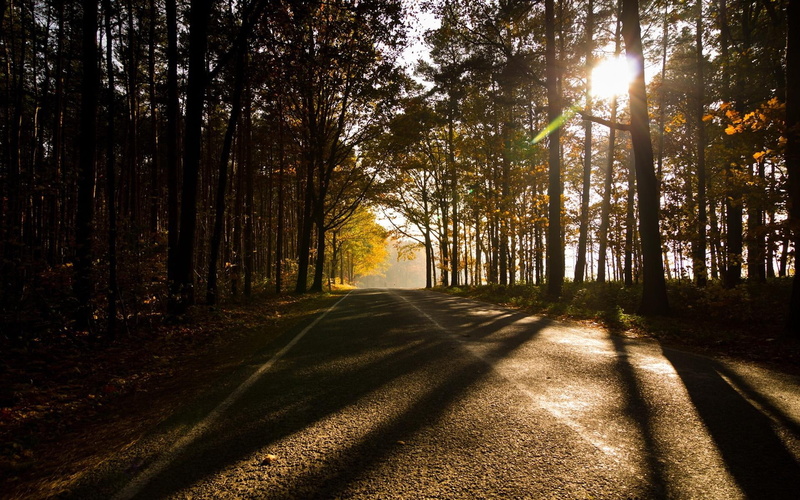 nature, forest, tree, near, 1920x1200, trees, road, tall, asphalt, along, 1080P