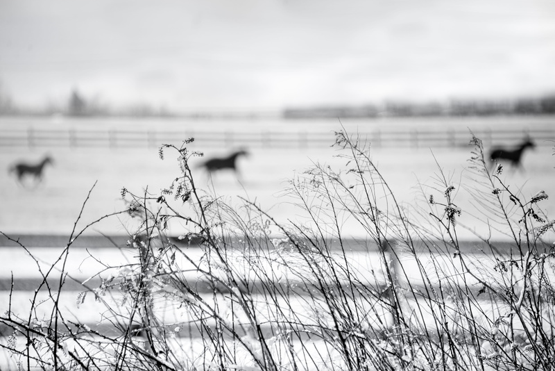 marram grass, lake, plant, tranquil scene, downingtown, marsh creek state park, water, sky, grass, no people, snow, growth, feild, united states, cold temperature