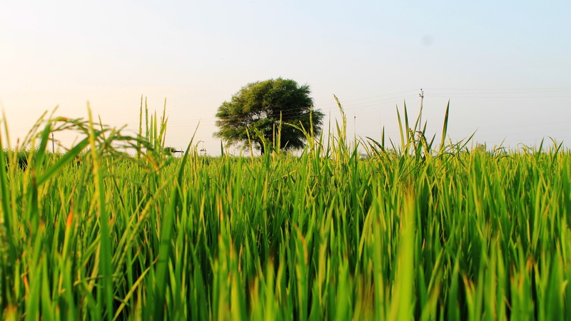 rural scene, paddy field, day, green color, beauty in nature, environment, landscape, sky, india, agriculture, paddy fields, nature, 4K, no people, clear sky