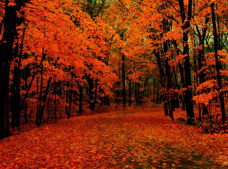 Trees, Wisconsin, tranquility, autumn collection, orange color, west allis, forest, day, plant, Autumn, direction, Greenfield Park, leaves, change, tranquil scene