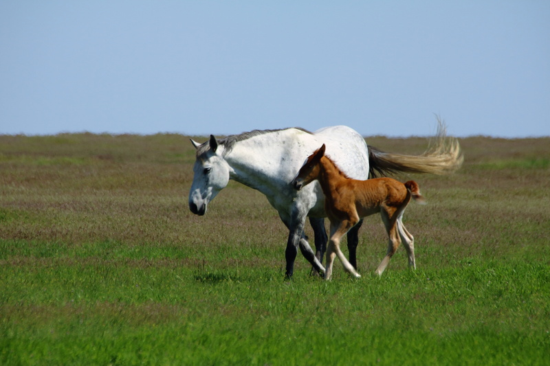 mammal, environment, farm, field, meadow, 5K, daytime, pasture, livestock, no people, side view, horses, walking, animal themes, foal, group of animals