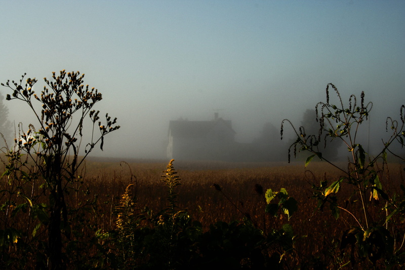 tranquil scene, smog, morning, tree, greenfield, scenics - nature, outdoors, sky, land, 2K, non-urban scene, growth, fog, nature, tranquility, field, paint creek lake wildlife area