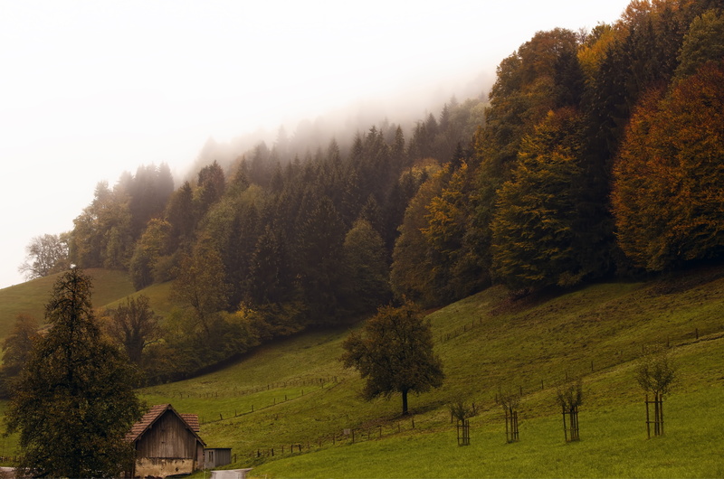 growth, non-urban scene, built structure, scenics - nature, no people, plant, 8K, tranquil scene, environment, grassland, house, conifer, architecture