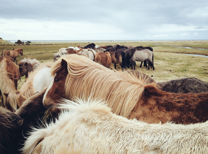 horses, nature, livestock, domestic, pasture, agriculture, rural Scene, animal themes, mammal, grazing, outdoors, large group of animals, no people, cloud - sky