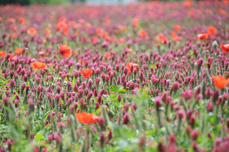freshness, flower, field, fragility, beauty in nature, growth, flowerbed, inflorescence, plant, flower head, day, land, outdoors, poppies, flowers, vulnerability