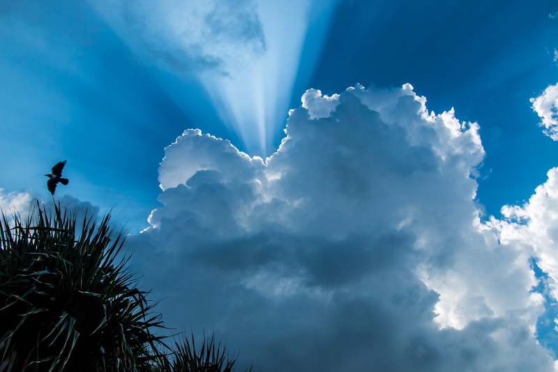 Bikers, sky, Nuage, green leaf, silhouette, white clouds, green, 5K, bird, Axim, derrière, Ghana, cloud - Sky, Caché, nuages, Light  Blue, plant, gray