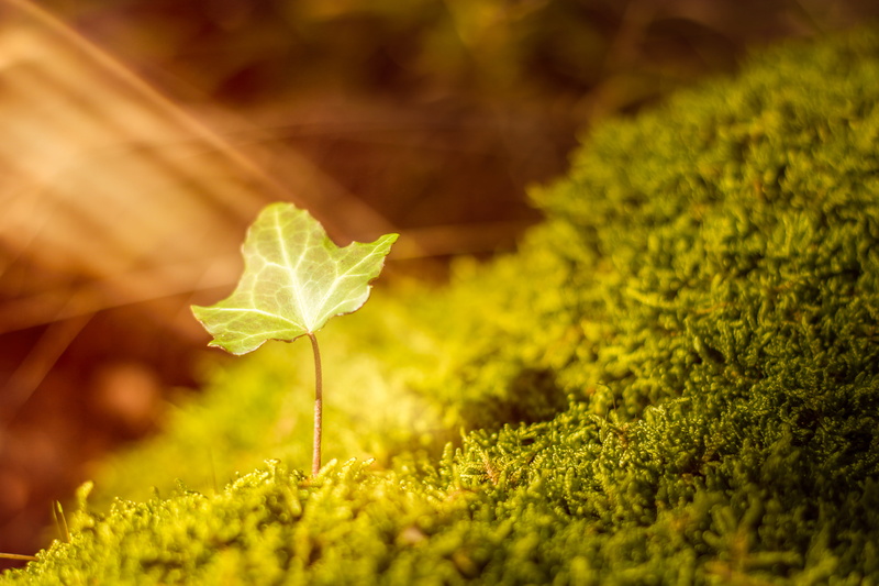 light, lierre, 5K, photo, green leaf, nature, de, close-up, mousse, leaf, Je, green Color, bain, close, sous, environment, green, growth, ivy, mon, lumière