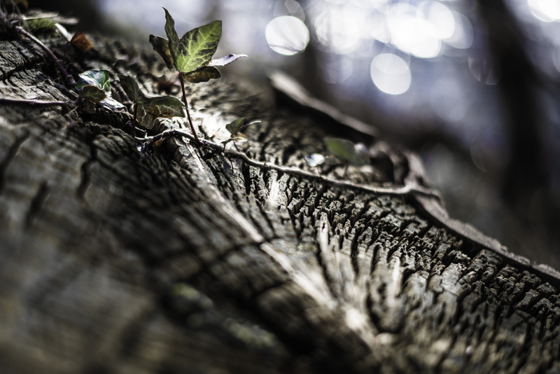 lumière, lierre, close up, macro, closeup, forest, tree, La nature, élément, f/1.8, grass, leaf, nature, plant, de, champ, depthoffield, green grass, green