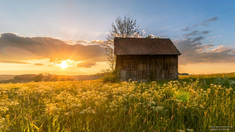 forest, grass, sunray, Suisse, CH, house in the middle, scenics, veveyse, peasant, middle, non-Urban Scene, grange, sun, Fribourg, meadow, rural Scene