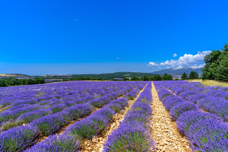 blue, Voyage, summer, petaled, europe, Natur, perfect, lights, Reise, ilce7r, voyages, FE, Travel, Wolken, flower, Frankreich, 25mm, farm, awesome, FR
