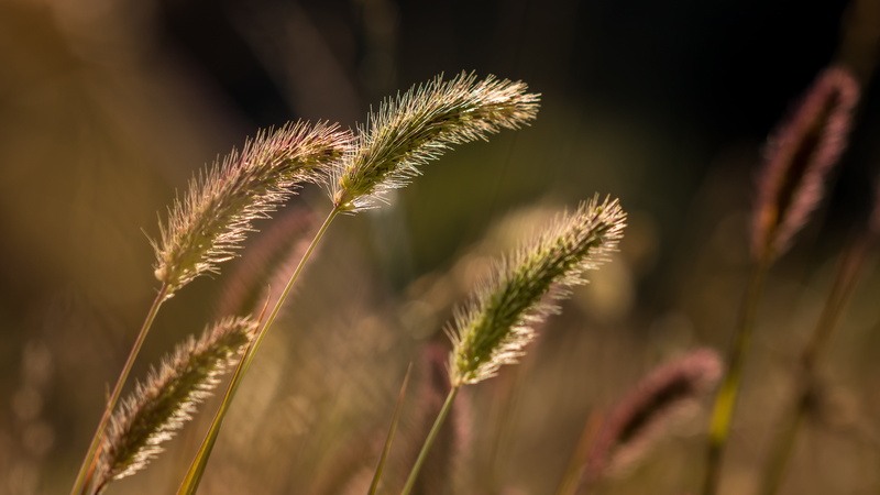 outdoors, Grasses, flore, plants, photo, le, nature, summer, lumière, 4K, close, flora, plant, vent, light, close-up