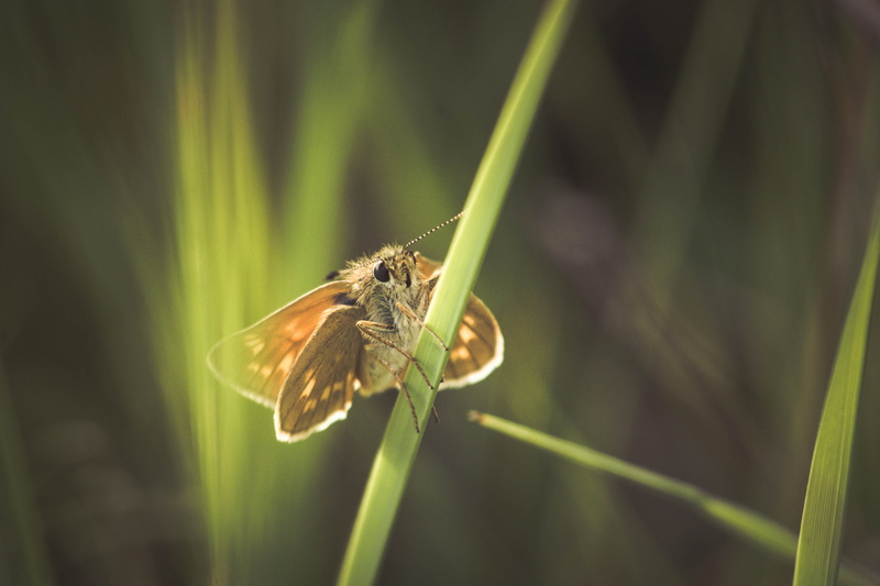 green grass, mm, closeup, close-up, with my own eyes, photo, animal, summer, Nikon  D750, focus, macro, 4K, selective focus, green, Nikkor, nature, papillon