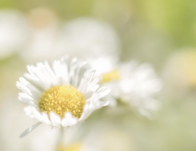 yellow, nature, petal, field, summer, flower, plant, breathe you in, f/1.8, close-up, mm, daisy, nikon  D750, outdoors, floral, lumière, springtime, focus