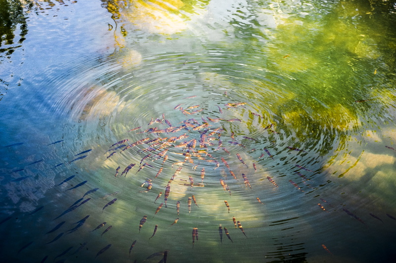 water, outdoors, circles, bashkiria, rippled, summer, fry, abstract, no people, hotspot, plant, river, high angle view, transparent, distorted image, purity