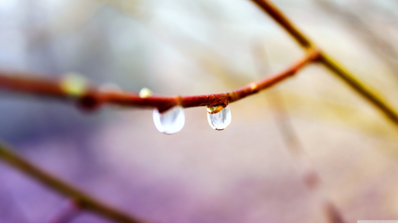 close, rainy season, plant, twig, raindrop, nature, branch, tranquility, outdoors, dew, water, water drops, drop, vulnerability, rain, 4K, closeup, beauty in nature