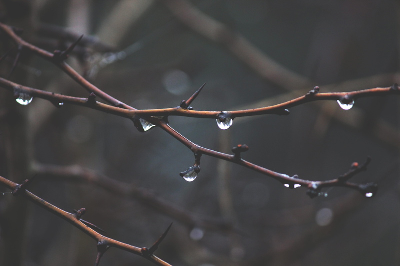 tree, plant, dew, tranquility, focus on foreground, plant stems, nature, 5K, twig, thorny, close-up, weather, no people, raindrop, outdoors, stems, change