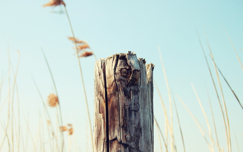 plants, bokeh, nature, clear sky, 2K, wood, stem