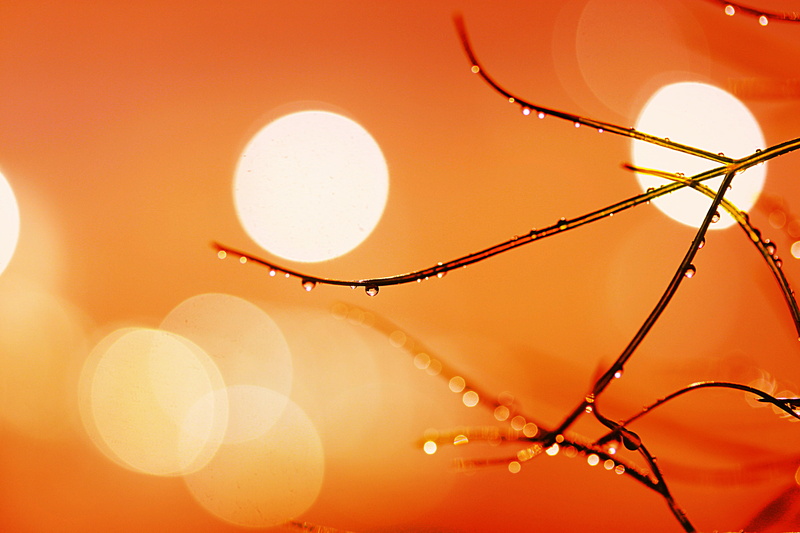 shot, DROPS, green, stem, 4K, plant, BOKEH, SHINY, FOCUS, PLANT BASED, SUN  RISE, macro shot, POCUS, macro, water droplets, photography, droplets, water