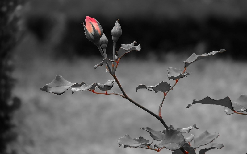 color, growth, nature, selective, outdoors, botany, 1080P, inflorescence, forest, petal, beauty In Nature, springtime, flower Head, plant stem, photography