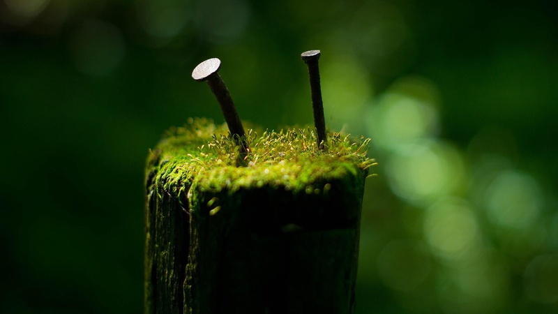 focus on foreground, drinking straw, green color, freshness, straw, selective focus, plant, plant stem, close up, glass, still life, food, nature, dew