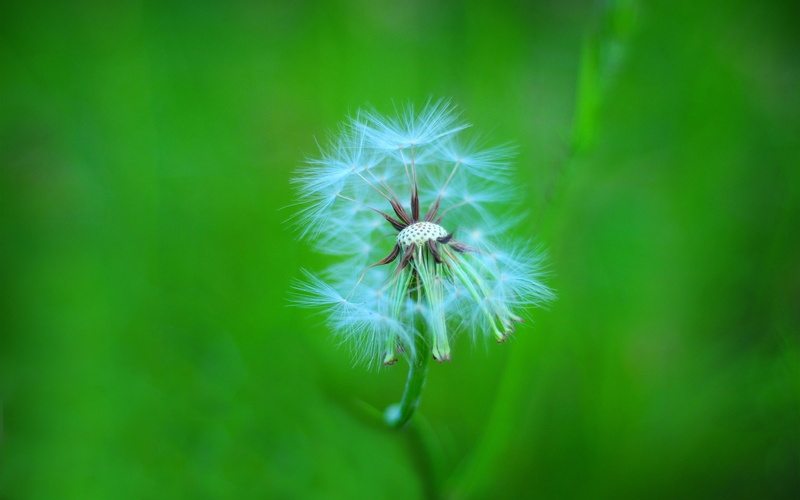 2K, Fluff, Green, Dandelion, Stem, Macro, Background, Plant