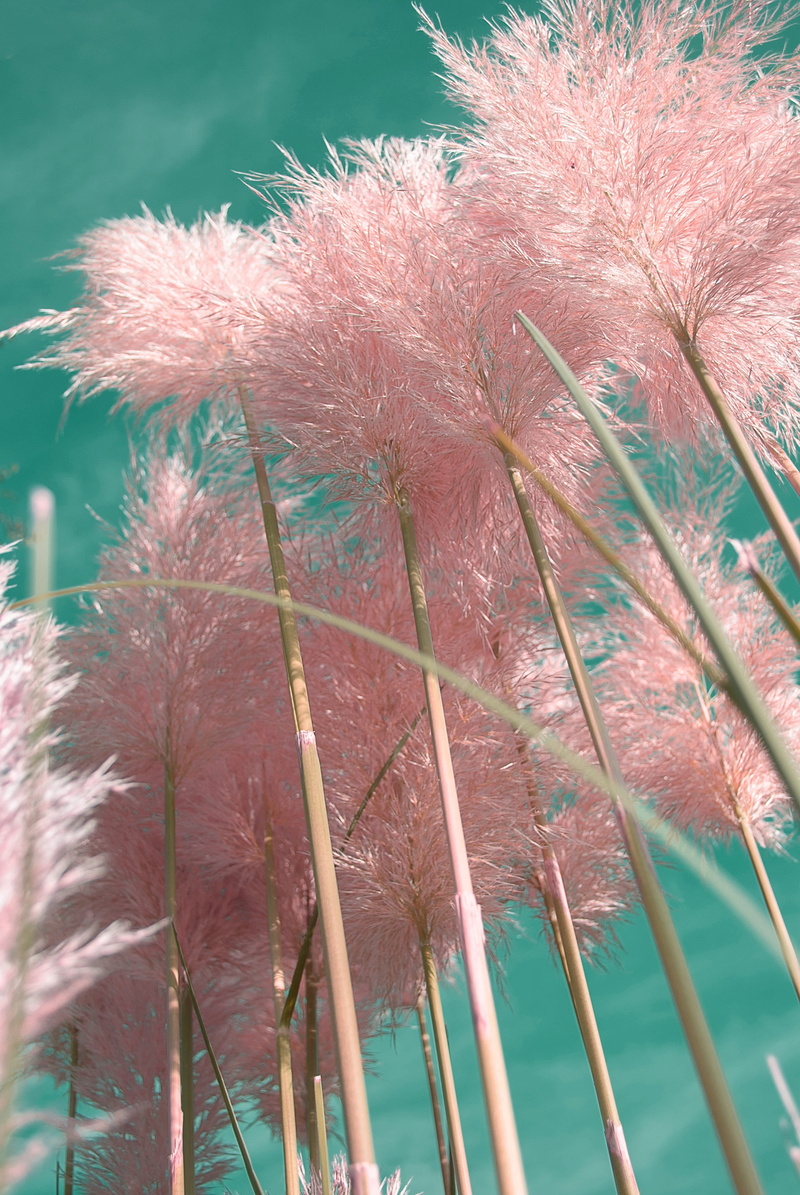 flower, plants, bamboo, achtergond, selective focus, 4K, outdoors, pampas grass, softness, timothy grass, leaf, nature, tranquility, tree, growth, stems