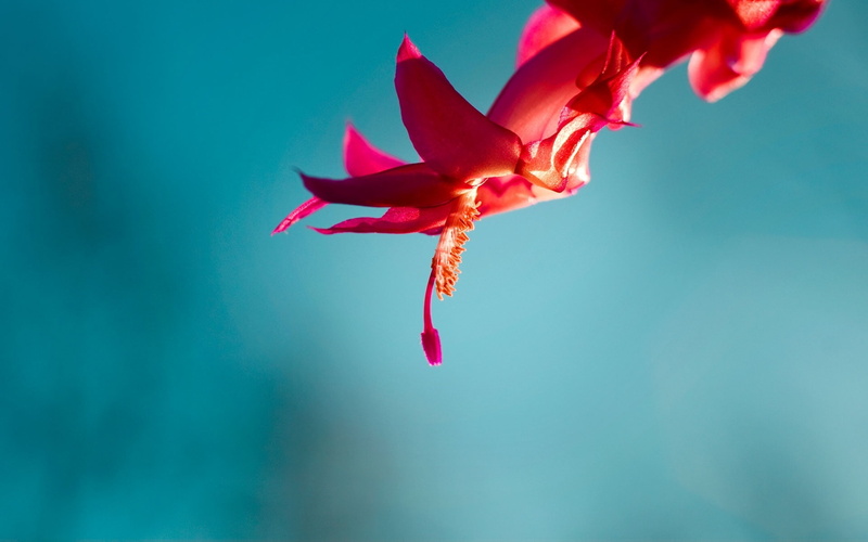 desktop, motion, flower head, petal, pink color, macro, vulnerability, nature, preview, flowers, freshness, indoors, flowering plant, red, blue background