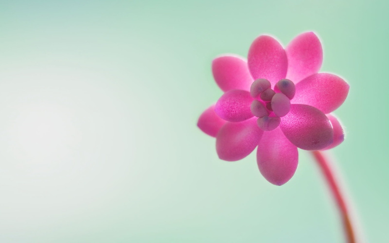 freshness, studio shot, flower, 1080P, plant, pink, colored background, flowering plant, preview, inflorescence, desktop, windows, no people, flowers