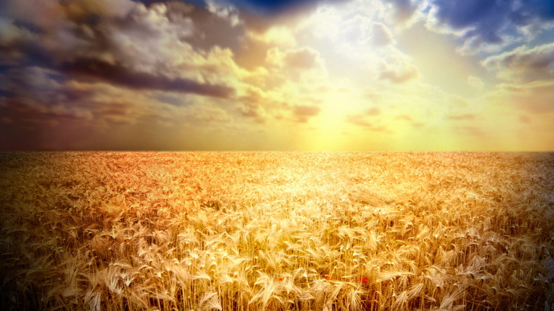 crop, cereal plant, corn, food, grain, ripe, grass, 1080P, meadow, plant, harvest, countryside, farm, environment, seed, summer, cloudscape, growth, sun