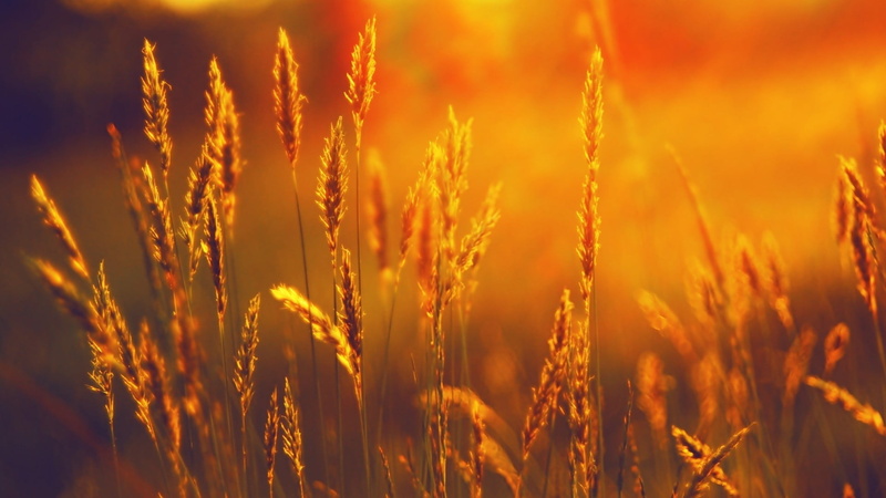 growth, rural scene, stem, field, landscape, oat - crop, orange color, agriculture, agricultural, bread, rye, beauty in nature, gold, corn, seed, grain