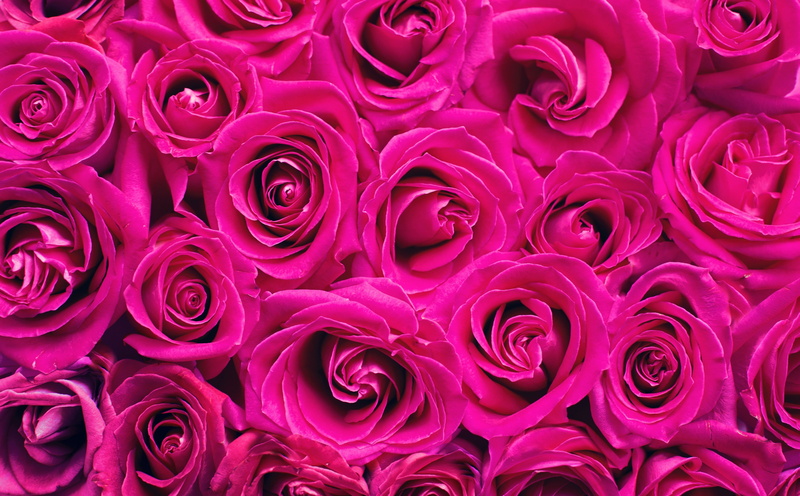 Blooming, flower head, flower arrangement, pink color, freshness, vulnerability, plant, backgrounds, Romantic, petal, rose, anniversary, softness, purple