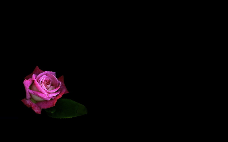 black background, indoors, close-up, petal, rose - flower, fragility, flowering plant, copy space, plant, flowers, no people, flower, rose, studio shot