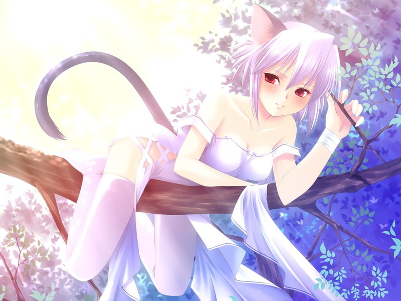 hd, cat, ears, 480P, nekomimi, x, animals, cat ears, anime, girls, art, cats