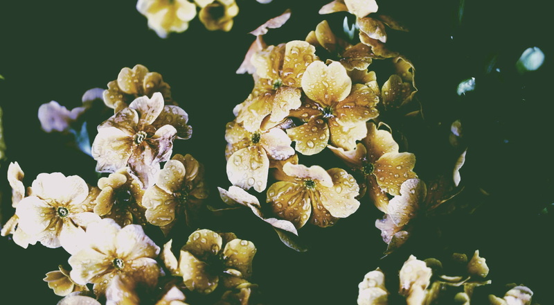 sunlight, focus on foreground, petal, plant, flower head, nature, white color, flowers, day, close-up, fragility, growth, no people, winter, selective focus