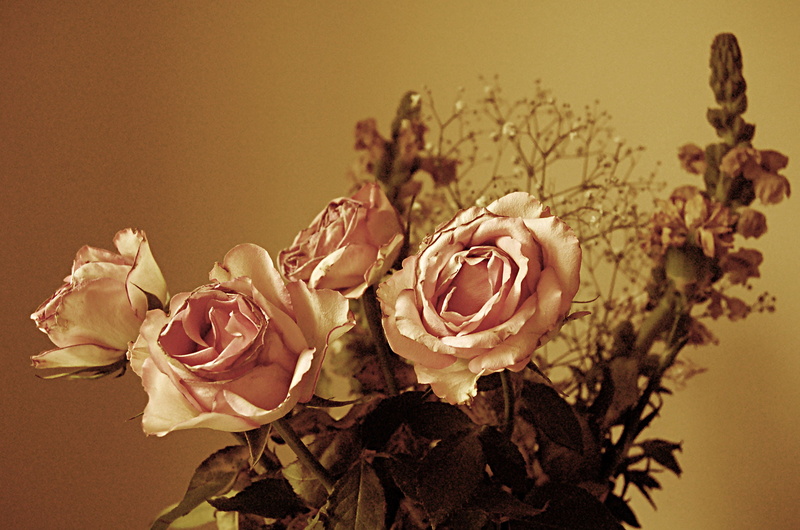 flower arrangement, petals, bunch of flowers, freshness, romance, indoors, bouquet, roses, blossom, nature, no people, wilted plant, flower, beauty in nature
